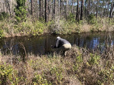 The Nature of Apalachicola River Wildlife and Environmental Area ...