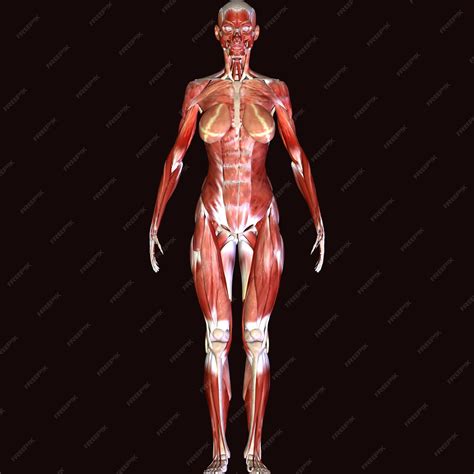 Premium Photo | 3d illustration Anatomy Muscles Human body