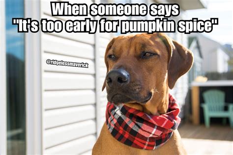 Pumpkin Spice Latte Season | Dog memes, Fall memes, Pumpkin spice latte