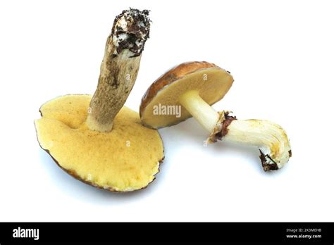 Two Fresh Yellow Boletus L Suillus Luteus Isolated On White