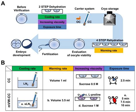 Cells Free Full Text Development Of Optimized Vitrification