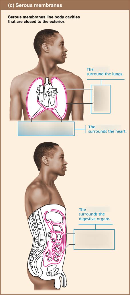 A L Serous Membranes Diagram Quizlet