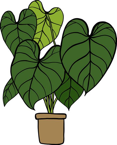 Simplicity Philodendron Gloriosum Houseplant Simplicity Freehand