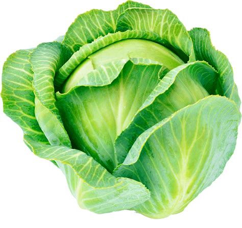 Free Cabbage Transparent, Download Free Cabbage Transparent png images ...