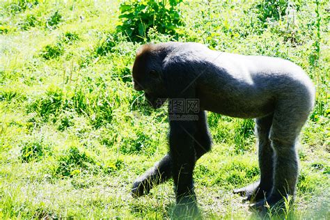 男性大猩猩阳光银背濒危猿猴晴天动物哺乳动物灵长类野生动物高清图片下载 正版图片322057194 摄图网