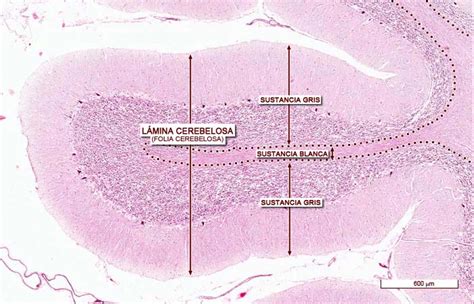 Histolog A De La Folia Del Cerebelo