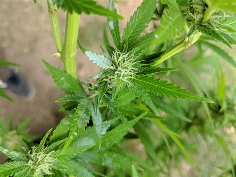 353 best Powdery images on Pholder | Microgrowery, Whatisthisthing and