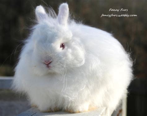 Reference Rabbits Fancy Furs Rabbitry