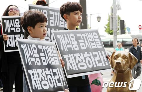 식용견과 반려견은 따로 없습니다 네이트 뉴스