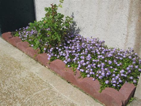 Plantas Rastreras Tapizantes Para Tu Jard N