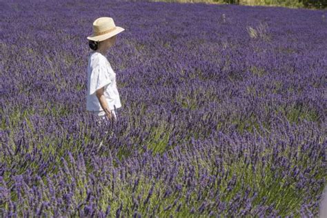 From Marseille: Lavender Full-Day Trip to Sault | GetYourGuide