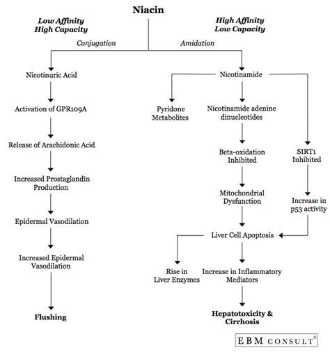 The Mechanism for Niacin Associated Flushing and Hepatotoxicity