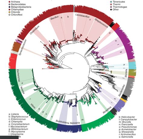 How To Make Phylogenetic Tree From 16s RNA Sequencing Data ResearchGate