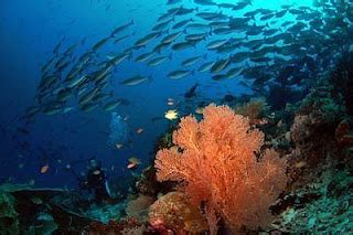 Indonesia Holiday place: Raja Ampat, the World's Largest Marine Park ...