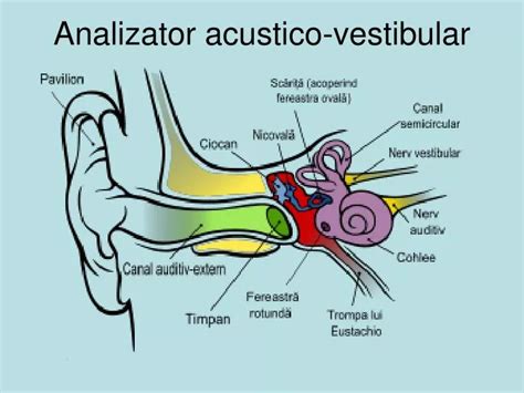 Ppt Ana Lizator Acustico Vestibular Powerpoint Presentation Free