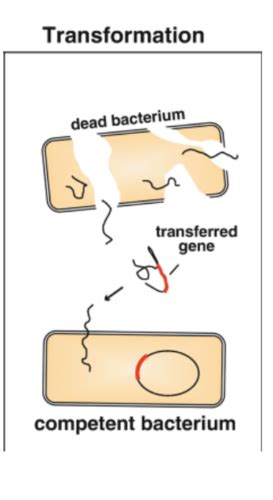 Lecture 12 Bacterial Genomics And Biotechnology Flashcards Quizlet