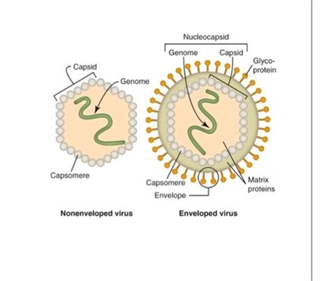 Virology Virus Structure Classification And Replication Exam 1