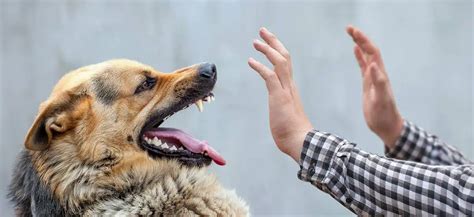 ¿qué Hacer Si Un Perro Con Rabia Me Muerde