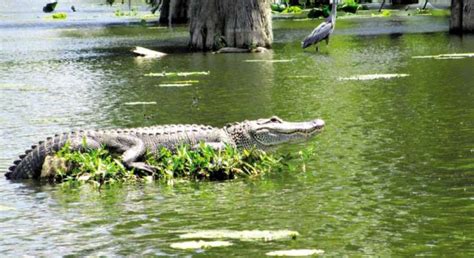 pin  alligator louisiana swamp swamp tours swamp
