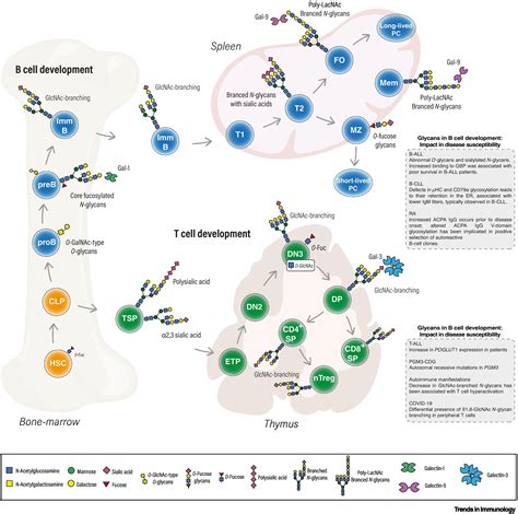 Glycome Dynamics In T And B Cell Development Basic Immunological