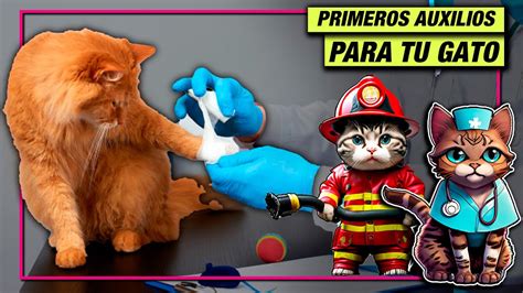 Gu A Completa De Primeros Auxilios Para Gatos Aprende A Salvar Vidas