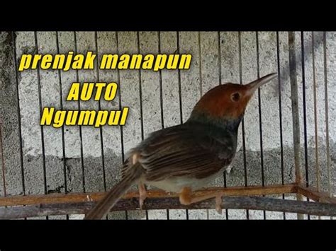 Prenjak Gacor Suara Ampuh Untuk Pikat YouTube