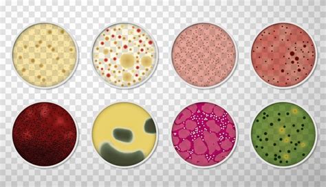 Bacterias Petri Dish: Over 3,780 Royalty-Free Licensable Stock Illustrations & Drawings ...