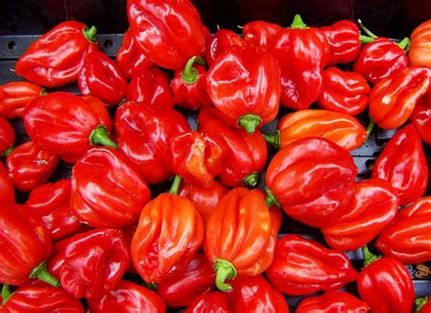 Scotch Bonnet Jamaican Hot Red Pepper Seeds Heirloom Etsy