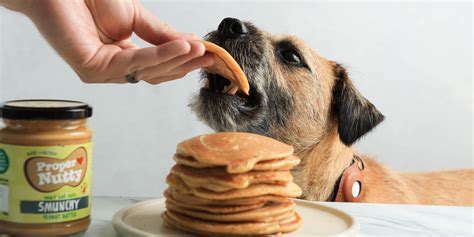 Dog Biscuits Recipe | Homemade Dog Treats