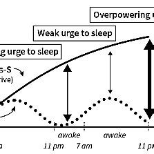 Circadian rhythm (Matthew Walker «WHY WE SLEEP») | Download Scientific ...