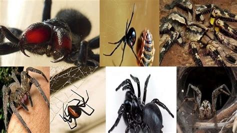 Top 10 Deadliest Spiders In The World Curtiskruwfrench