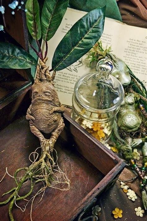 Mandrake Is The Common Name For Members Of The Plant Genus Mandragora