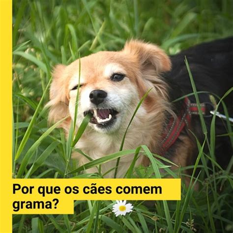 Stream episode Por que os cães comem grama Promoções PET by