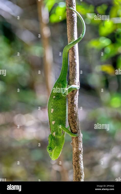 Madagascar Spiny Chameleon Hi Res Stock Photography And Images Alamy