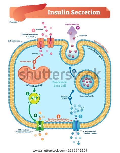 Insulin Secretion Over 252 Royalty Free Licensable Stock Illustrations