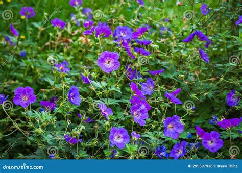 Purple Blue Flowers Of Geranium Rozanne Bush Stock Photo Image Of