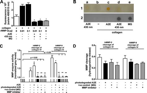 Reduction In Mmp 2 And Mmp 9 Activity Induced By Products Of A2e