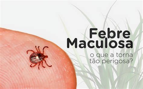 Febre maculosa o que a torna tão perigosa O que ela causa no corpo E