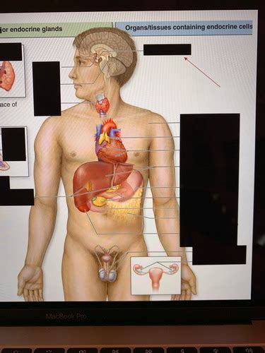 Ch Endocrine System Flashcards Quizlet