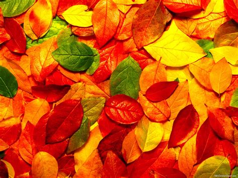 Autumn Leaves Powerpoint Background – 1001 Christian Clipart