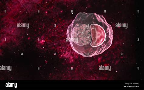 Chlamydia Trachomatis Bacteria Immagini E Fotografie Stock Ad Alta