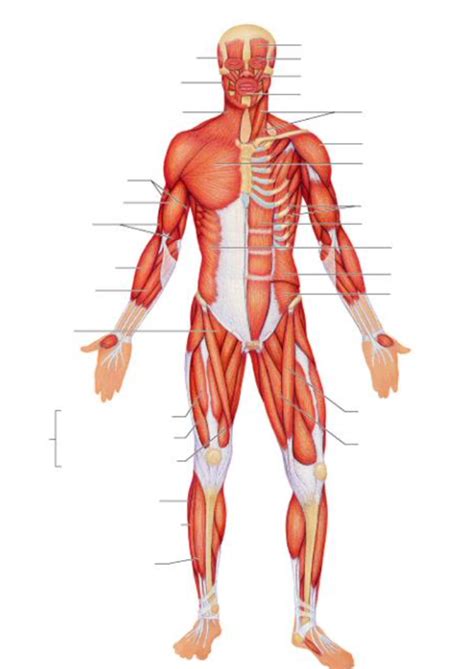 Full Body Muscular System Labelling Frontside Diagram Quizlet