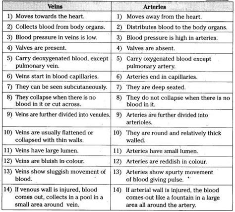 Diffrt Between Artery Vein Brainly In