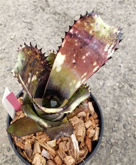 Billbergia `kahakai ビルベルギア カハカイ タンクブロメリア カキコ 子株｜代購幫