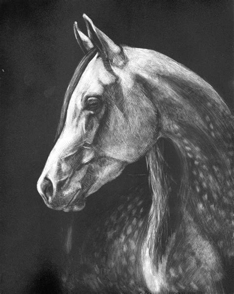 Horse Scratchboard By Barbara Fox Horse Drawings Scratchboard Horse