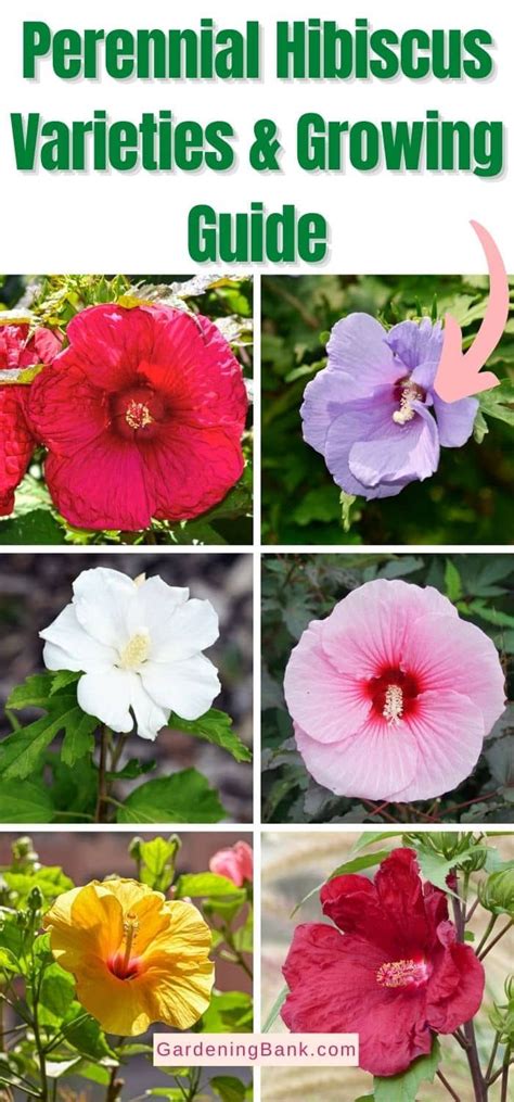 Perennial Hibiscus Varieties And Growing Guide Pinterest Image Hibiscus Plant Hardy Hibiscus