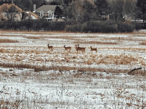 Deer Running Through Snow Winter Royalty-Free Images, Stock Photos ...