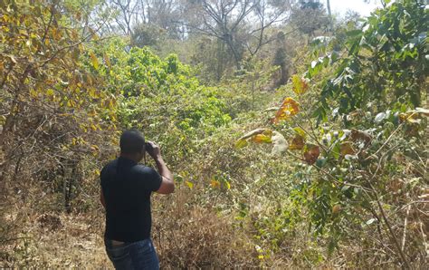 Protecting The Endangered Tanzanian Matilda S Horned Viper Save The