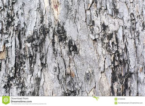 Old Tree Bark Background Texture Pattern Stock Photo Image Of Brown