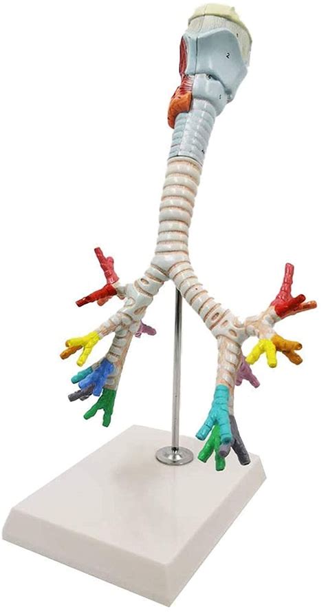 Buy Aipipl Study Model Larynx Anatomical Model Human Organ Anatomy